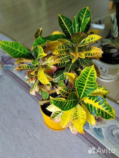 Кодиеум кротон