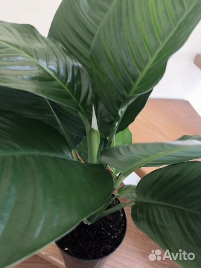 Спатифиллум (женское счастье) крупный