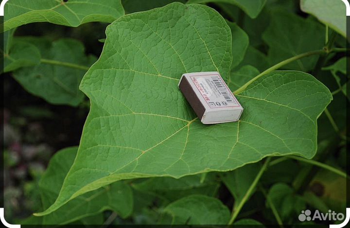 Саженцы катальпы