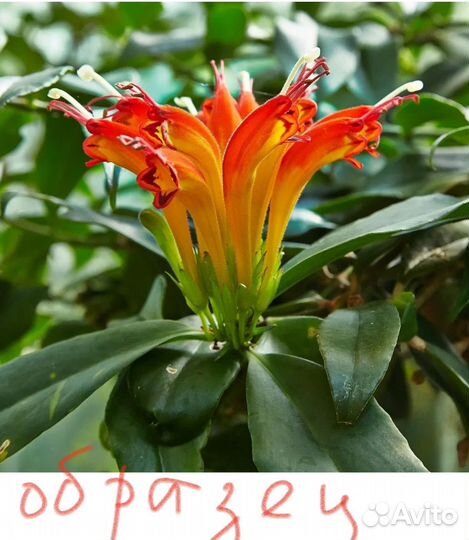 Эсхинантус Жар-птица