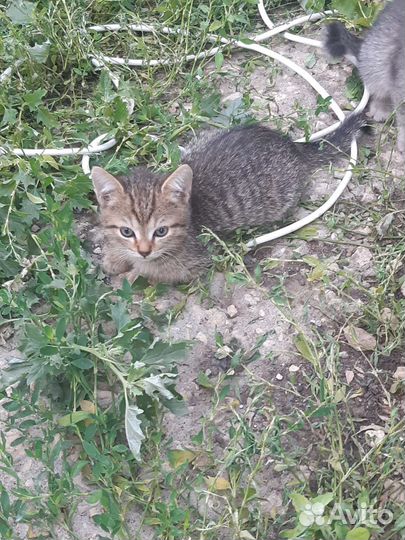 Кошки в добрые руки