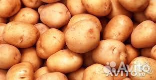 Картофель семенной