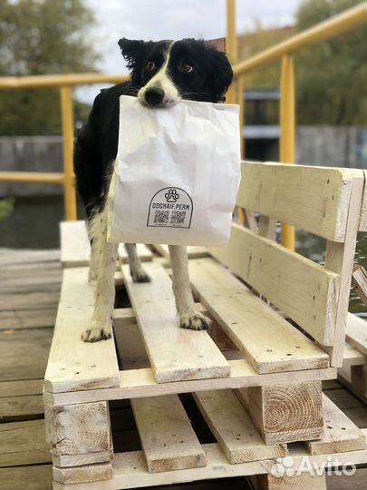 Бордер-колли