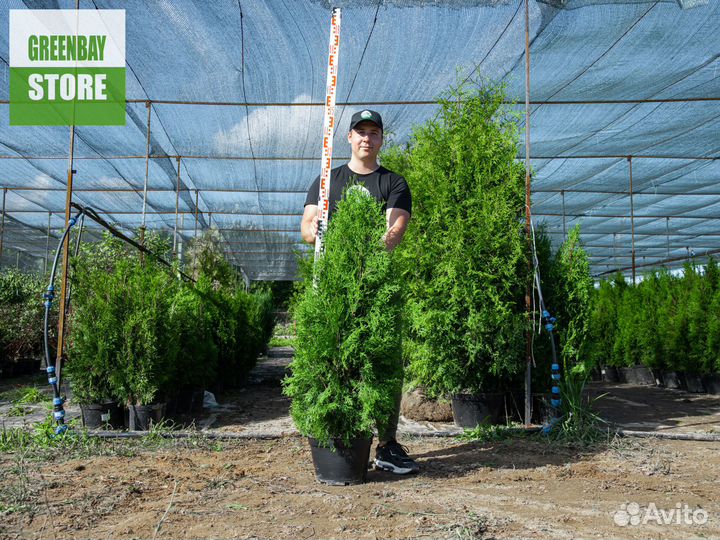 Туя колумна 1,2 м свежая копка 2023