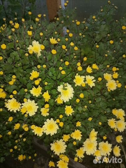 Хризантемы мультифлора черенки