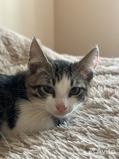 Отдам котенка в добрые руки