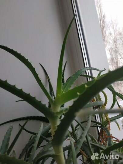 Алоэ столетник