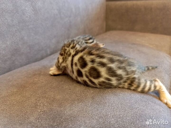 Бенгальские котята