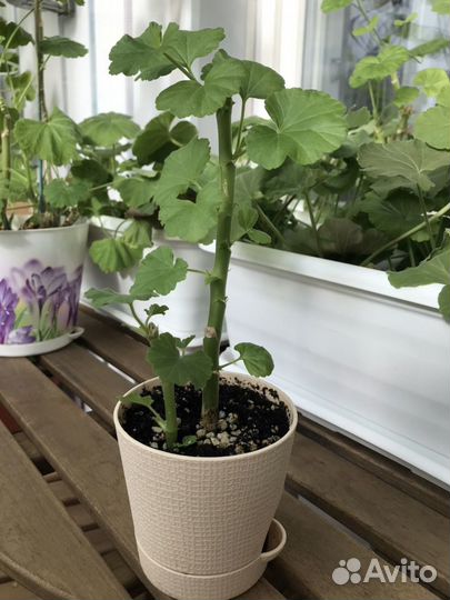 Пеларгония розебудная розовая и красная