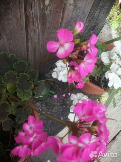 Пеларгония герань