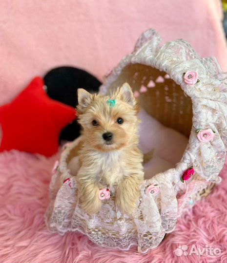 Мальчик golddust голдаст ищет дом