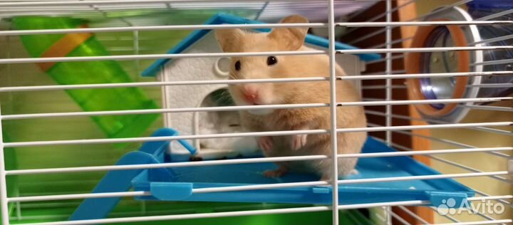 Сирийский хомяк