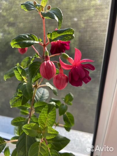 Фуксия General Monk Rot-Blau