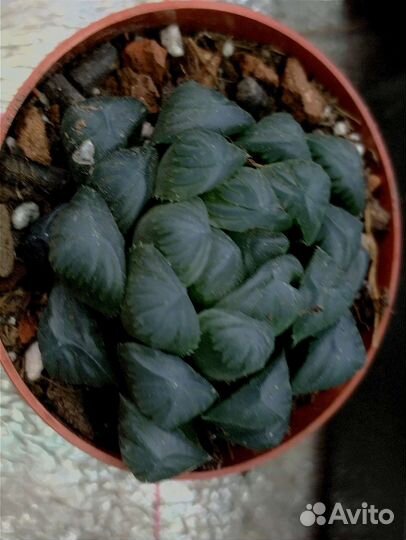 Эуфорбия Лактея Кристато корнесобственная