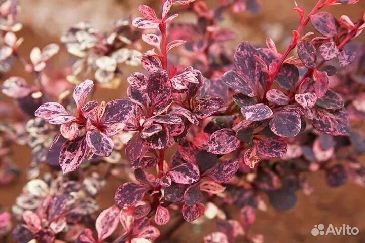 Барбарис Арлекин