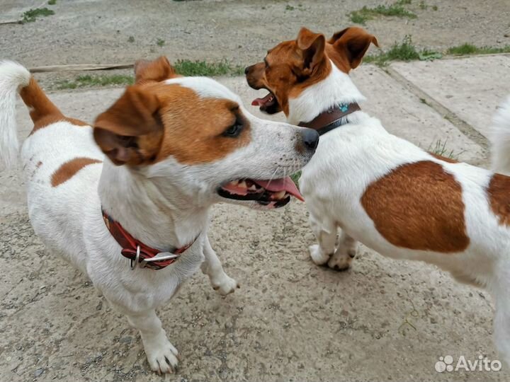 Передержка собак /опыт 12 лет, видеонаблюдение