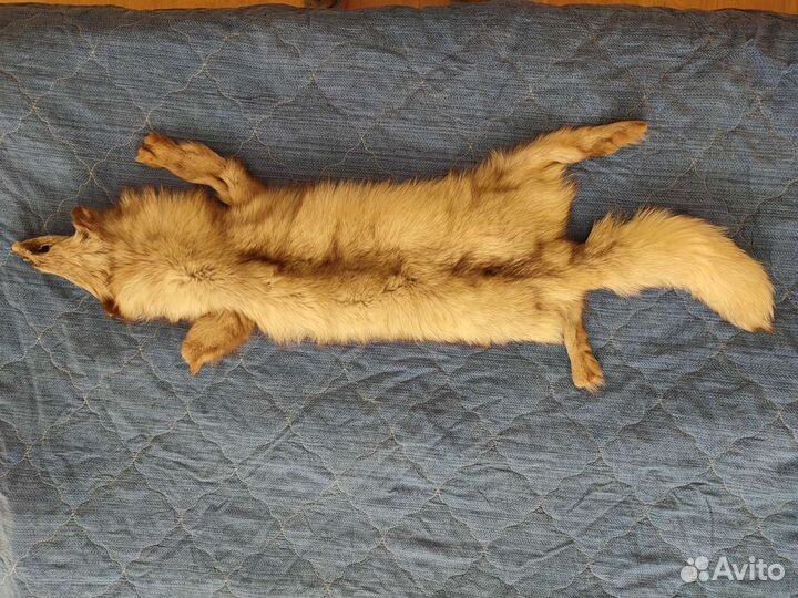 Шкура песца целая