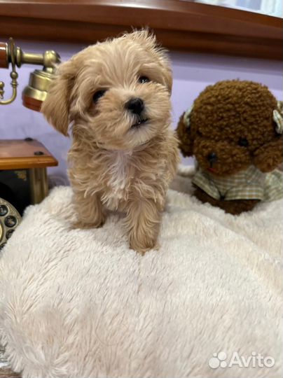 Щенки мальтипу F1 мини