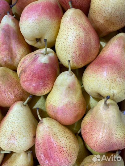 Груша сладкая