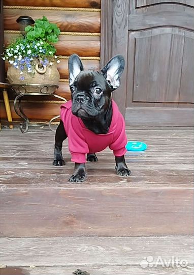 Французский бульдог девочки