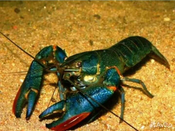 Австралийский красноклешневый рак