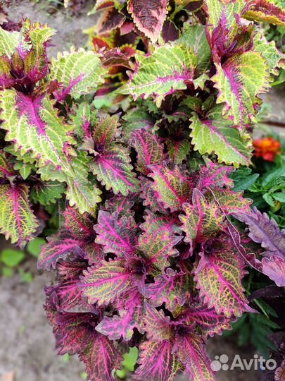 Семена колеусов, колеусы вегетативные