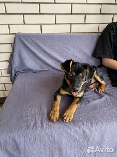 Щенок метис в добрые руки