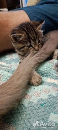 Кошка в дар бесплатно