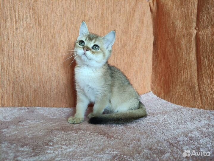 Золотой котенок