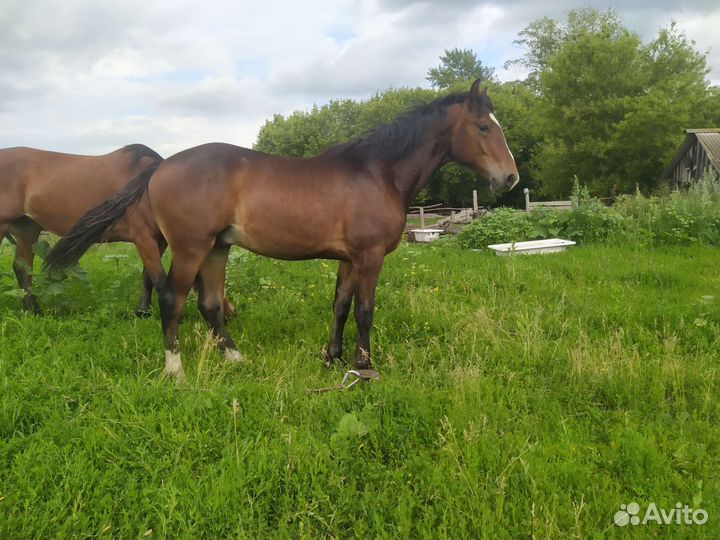 Лошадь жеребец