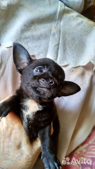 Щенки чихуахуа