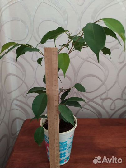 Фикус бенджамина