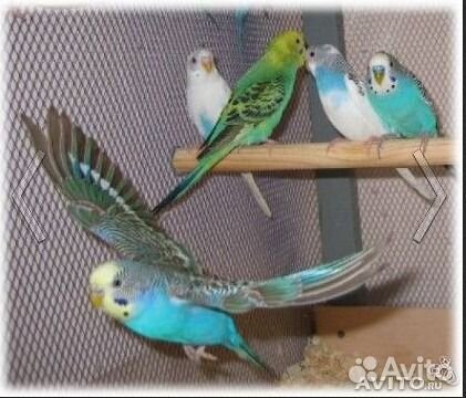 Продам волнистых попугаев,самки