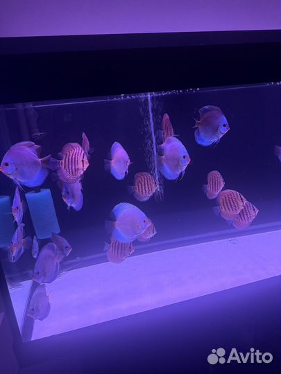 Рыба дискус