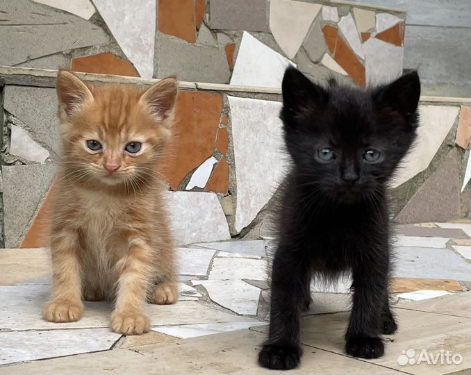 Домашние животные котята