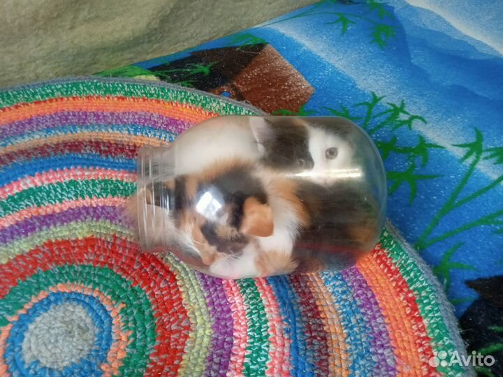 Котята в добрые руки бесплатно