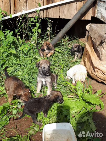 Щенки в добрые руки
