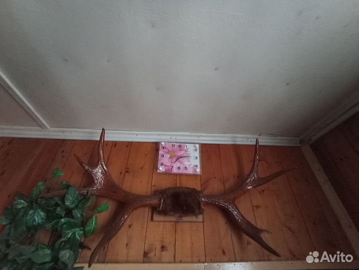 Лосиные рога красивые