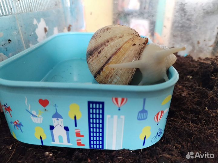 Улитки ахатины большие