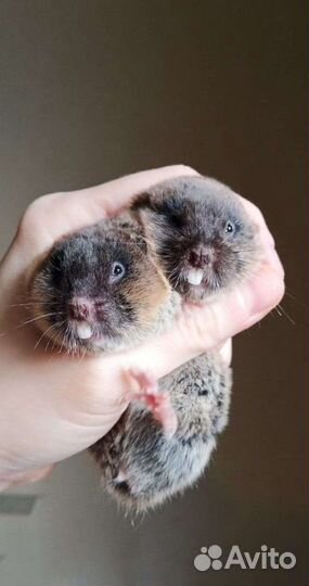 Слепушонки