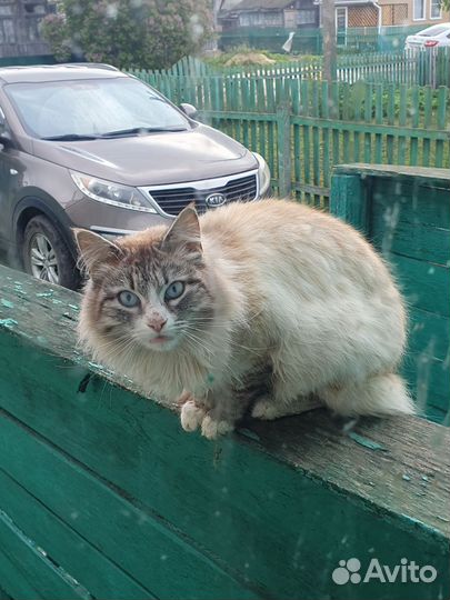 Кошка в дар