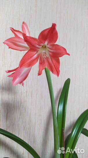 Гипераструм