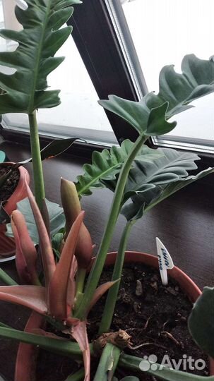 Филодендрон крокодил лайм,нарроу,принц ориндж итд