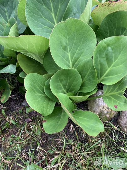 Бадан растение