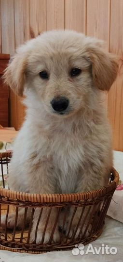 Щенки метисы бордер колли