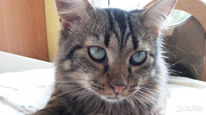 Молодой котик ищет семью