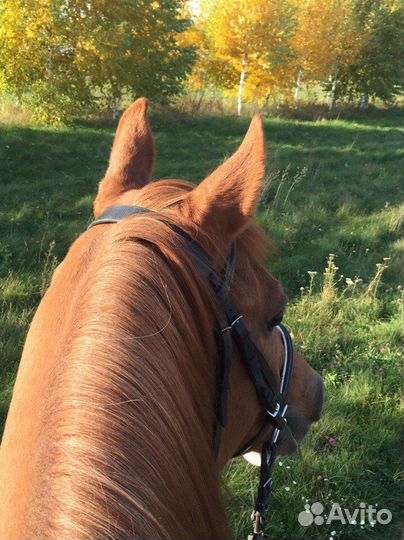 Обучение верховой езде, фотосессии с лошадьми