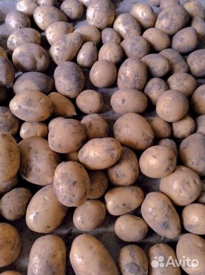 Семенной картофель Гала