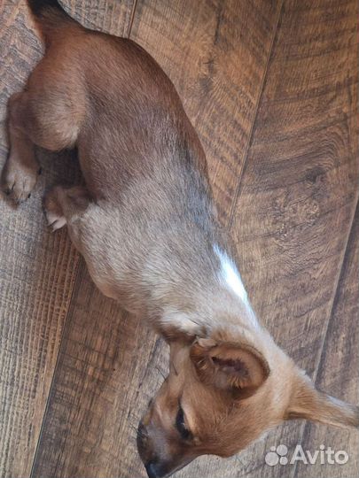 Отдам собаку в добрые руки