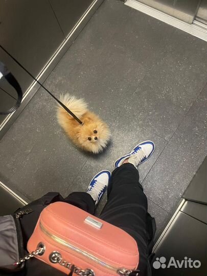 Померанский шпиц